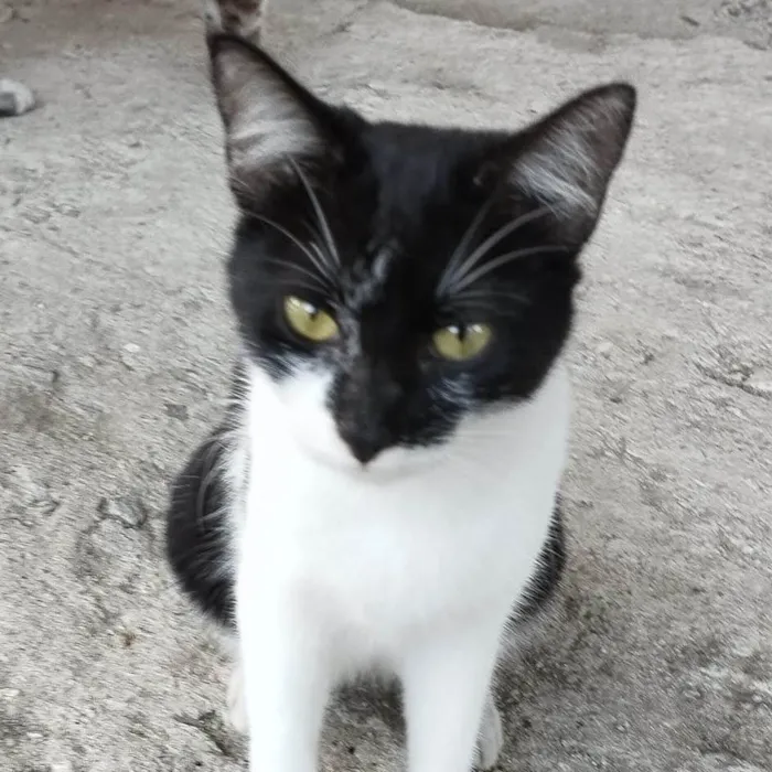 Gato ra a SRD-ViraLata idade 2 a 6 meses nome Milly