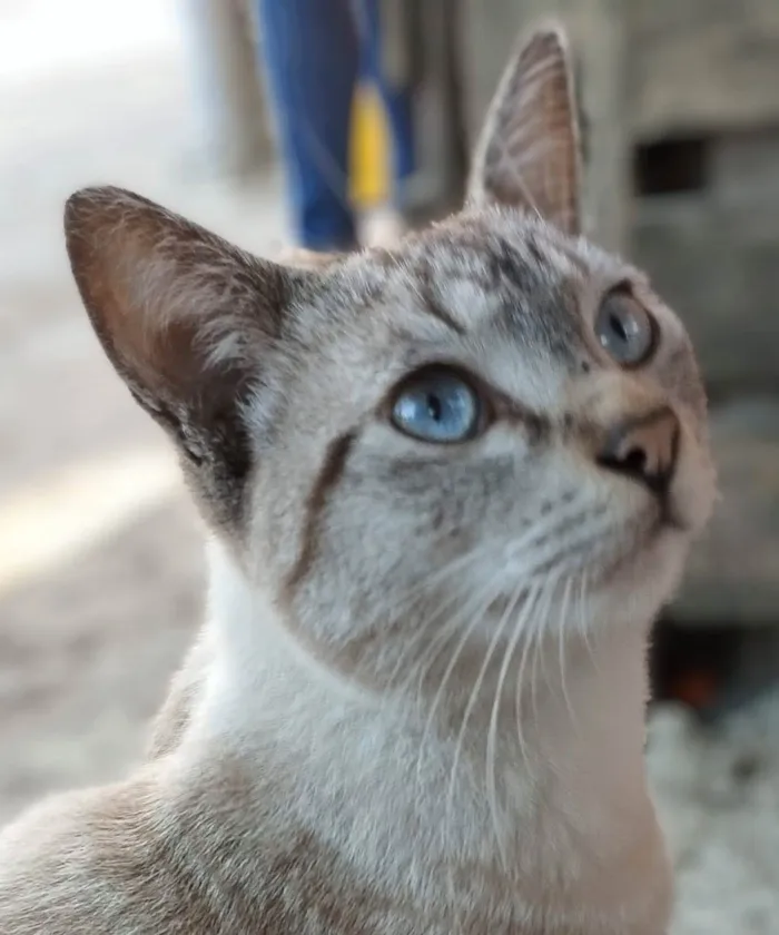 Gato ra a Siames idade 2 a 6 meses nome Olef
