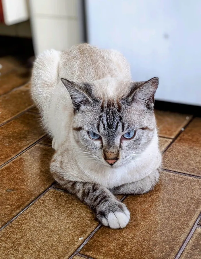 Gato ra a Siames idade 2 a 6 meses nome Olef