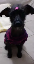Jujuba 