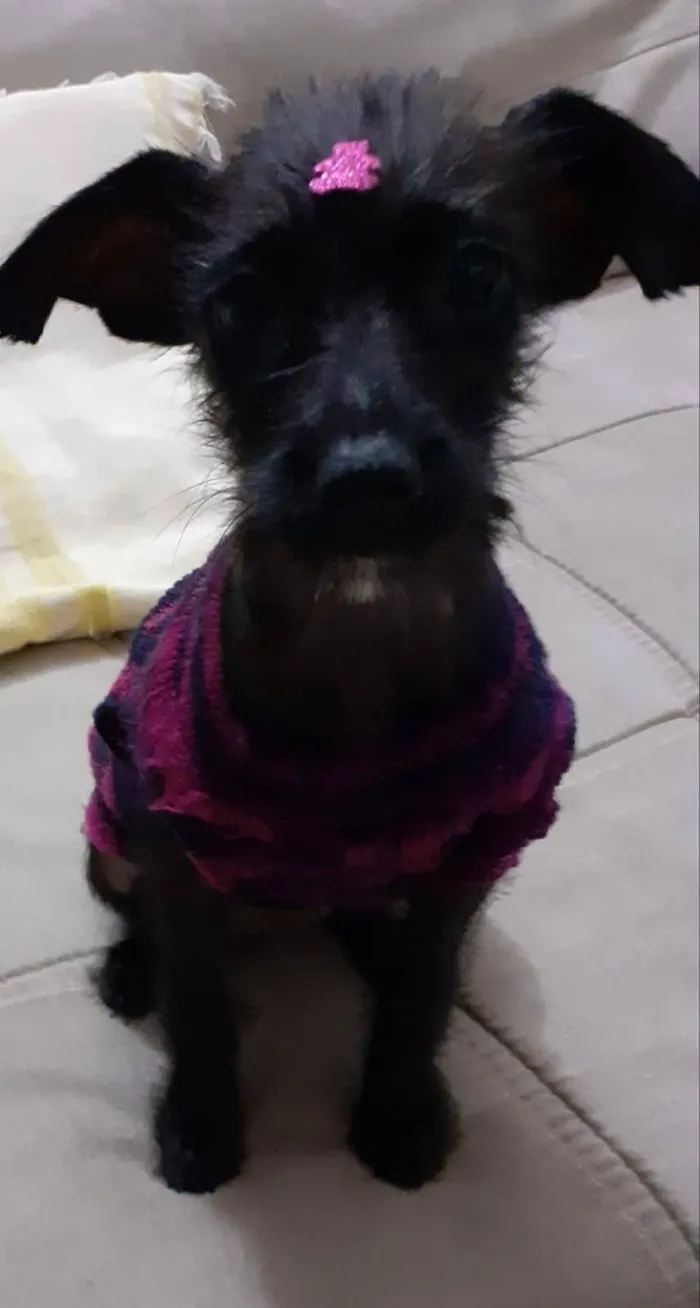 Cachorro ra a SRD-ViraLata idade 2 a 6 meses nome Jujuba 