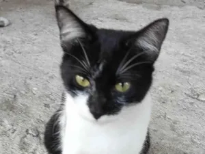 Gato raça SRD-ViraLata idade 2 a 6 meses nome Milly