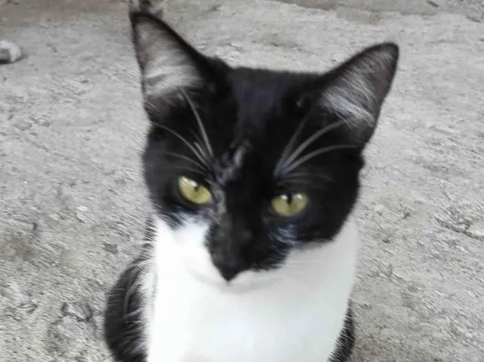Gato ra a SRD-ViraLata idade 2 a 6 meses nome Milly
