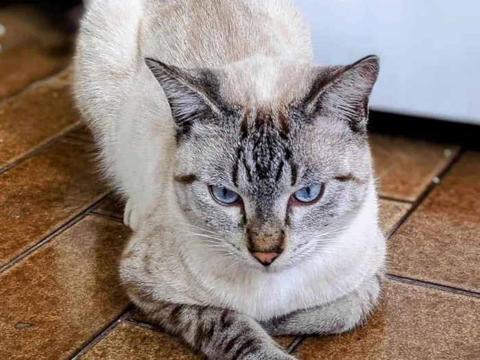 Gato ra a Siames idade 2 a 6 meses nome Olef