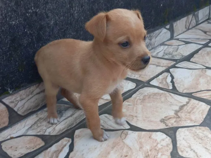 Cachorro raça SRD-ViraLata idade Abaixo de 2 meses nome Sem nome