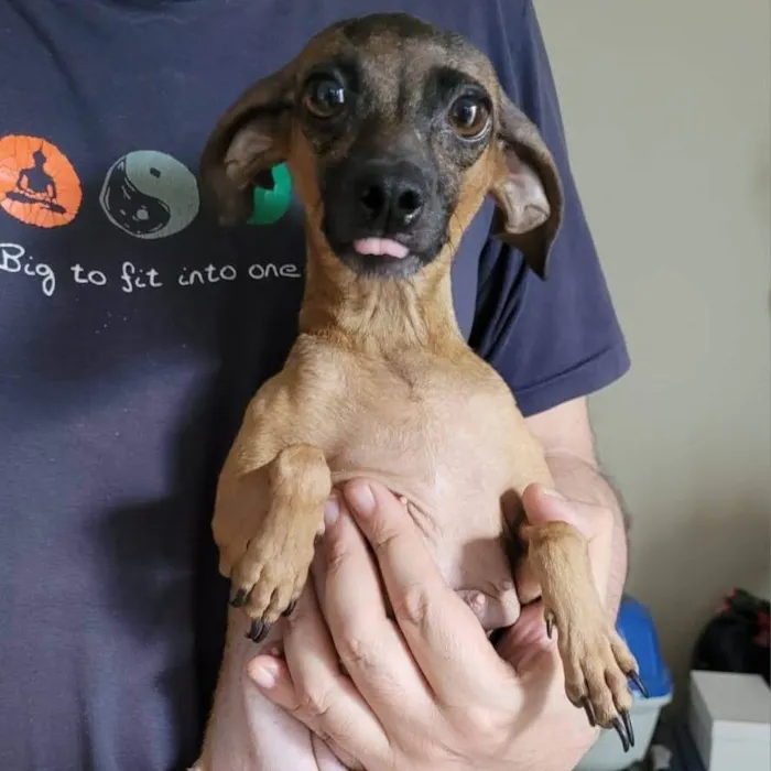 Cachorro ra a SRD-ViraLata idade 2 anos nome Pix