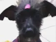 Jujuba 