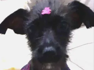 Cachorro raça SRD-ViraLata idade 2 a 6 meses nome Jujuba 