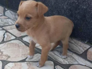 Cachorro raça SRD-ViraLata idade Abaixo de 2 meses nome Sem nome