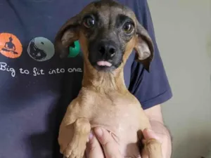 Cachorro raça SRD-ViraLata idade 2 anos nome Pix
