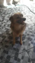 Lobinha