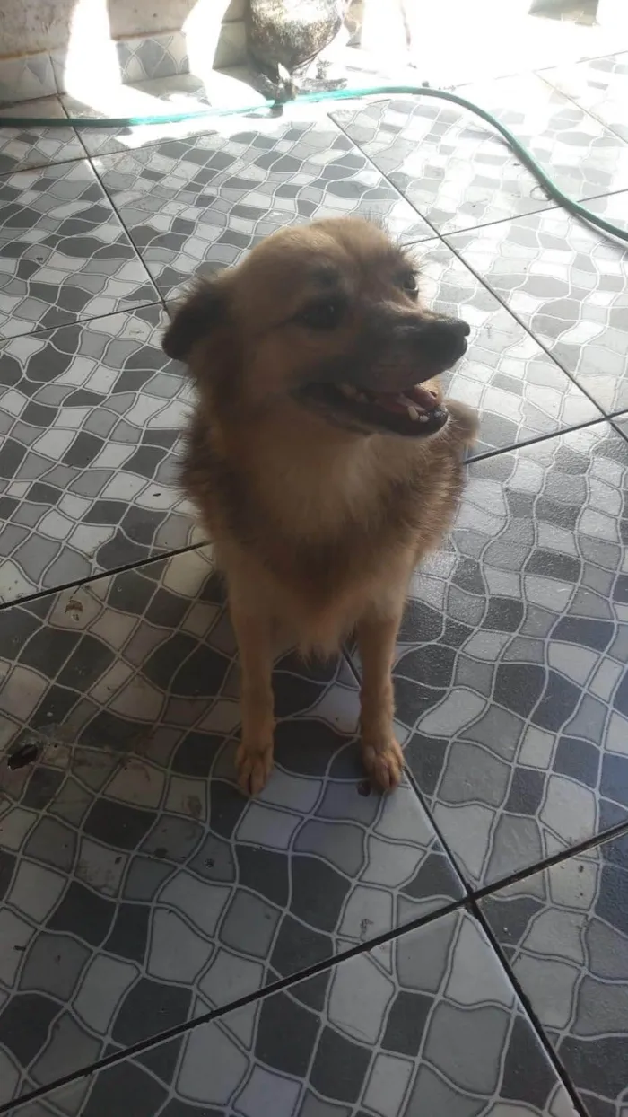 Cachorro ra a SRD-ViraLata idade 4 anos nome Lobinha