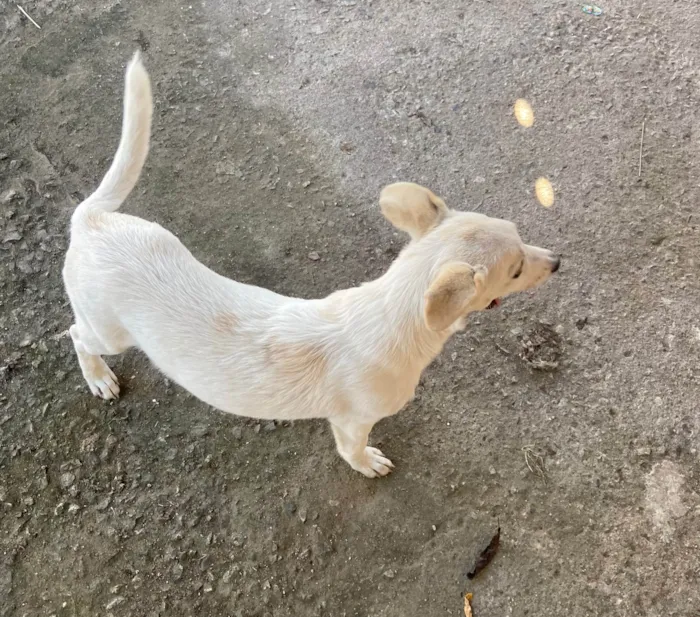 Cachorro ra a SRD-ViraLata idade 2 a 6 meses nome Beatriz