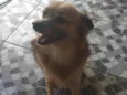 Lobinha