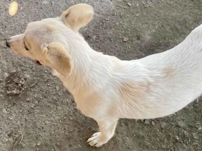 Cachorro ra a SRD-ViraLata idade 2 a 6 meses nome Beatriz