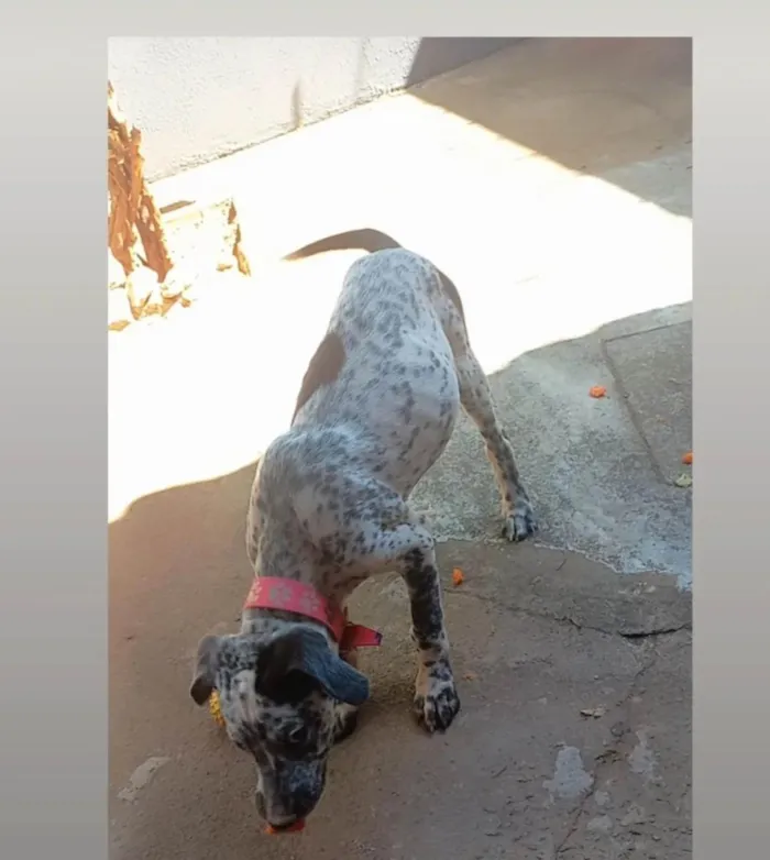 Cachorro ra a Dalmatas idade 2 a 6 meses nome Tina e Toy