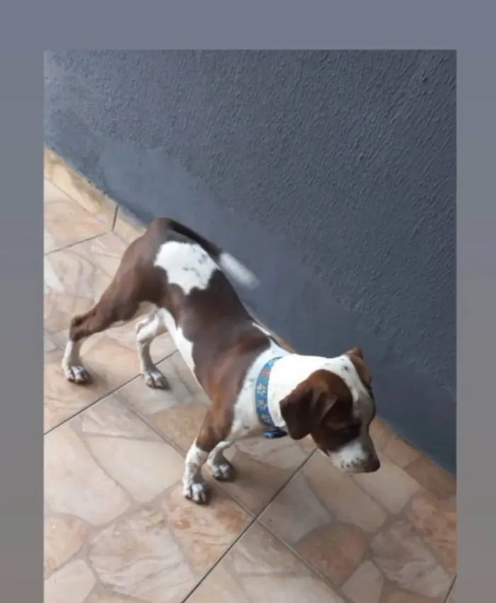 Cachorro ra a Dalmatas idade 2 a 6 meses nome Tina e Toy