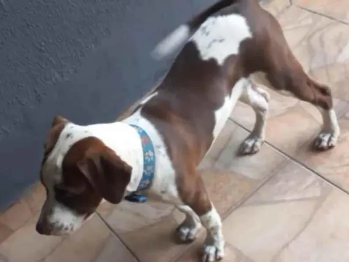 Cachorro ra a Dalmatas idade 2 a 6 meses nome Tina e Toy