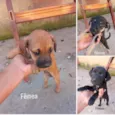 Mocinhas