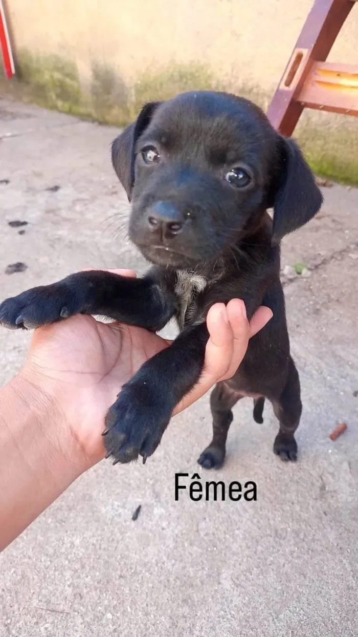 Cachorro ra a SRD-ViraLata idade Abaixo de 2 meses nome Mocinhas 
