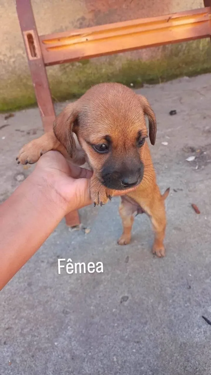 Cachorro ra a SRD-ViraLata idade Abaixo de 2 meses nome Mocinhas 