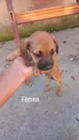 Mocinhas