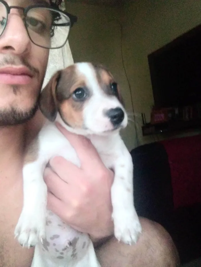 Cachorro ra a SRD-ViraLata idade 2 a 6 meses nome Não tem nomes 