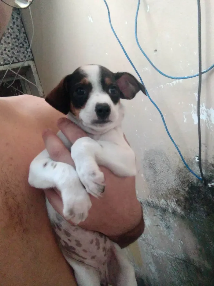 Cachorro ra a SRD-ViraLata idade 2 a 6 meses nome Não tem nomes 