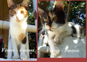 Gato raça SRD-ViraLata idade 2 a 6 meses nome 2 TRICOLORES