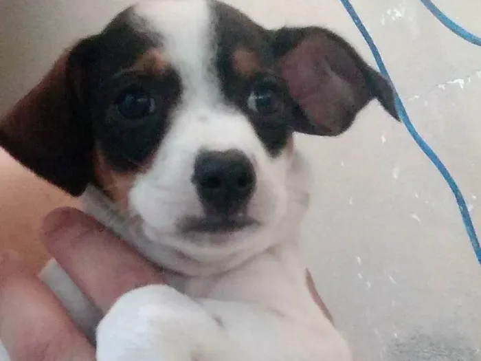 Cachorro ra a SRD-ViraLata idade 2 a 6 meses nome Não tem nomes 