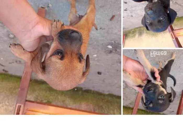 Cachorro ra a SRD-ViraLata idade Abaixo de 2 meses nome Mocinhas 