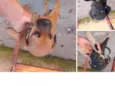 Mocinhas