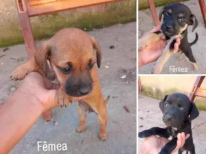 Cachorro raça SRD-ViraLata idade Abaixo de 2 meses nome Mocinhas 