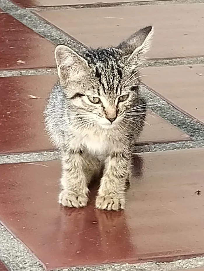 Gato raça Srd idade Abaixo de 2 meses nome Tigrinho