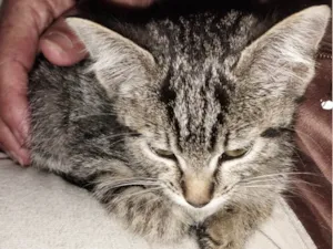 Gato raça Srd idade Abaixo de 2 meses nome Tigrinho