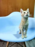 Leo