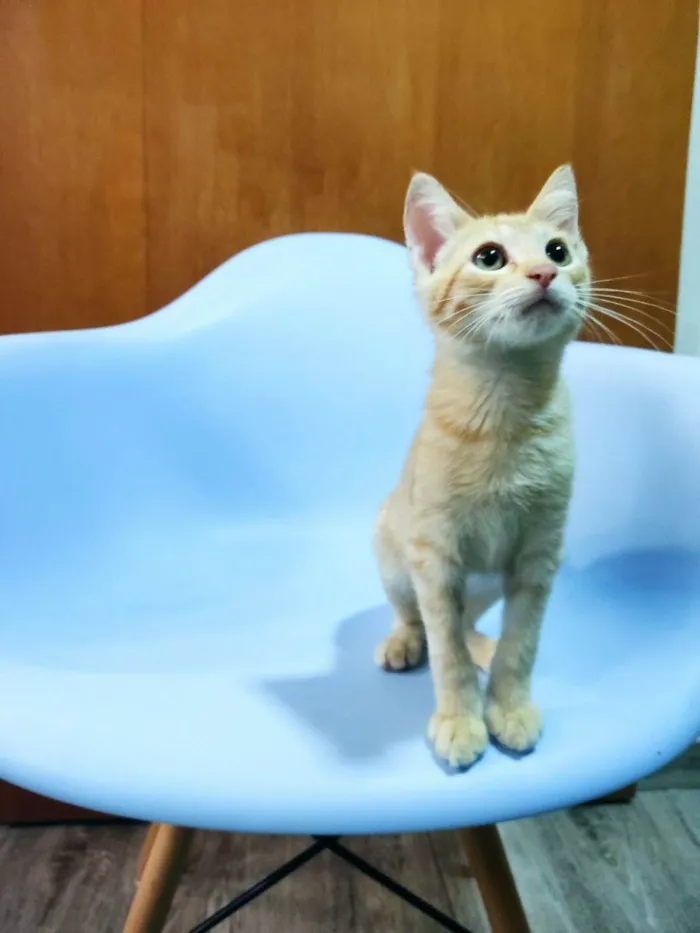Gato raça SRD-ViraLata idade 2 a 6 meses nome Leo
