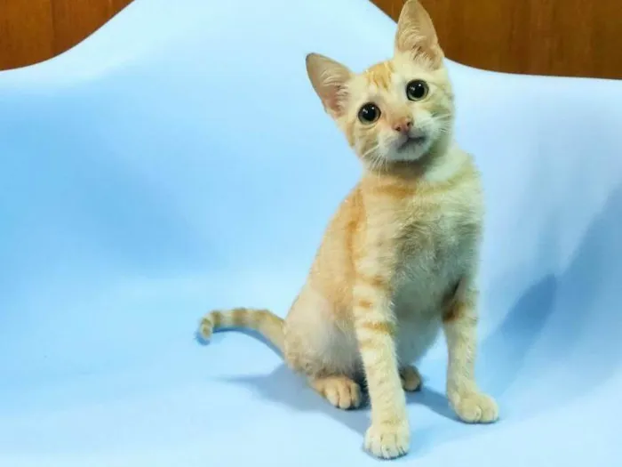 Gato raça SRD-ViraLata idade 2 a 6 meses nome Leo