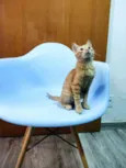 Carlos