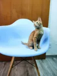 Carlos