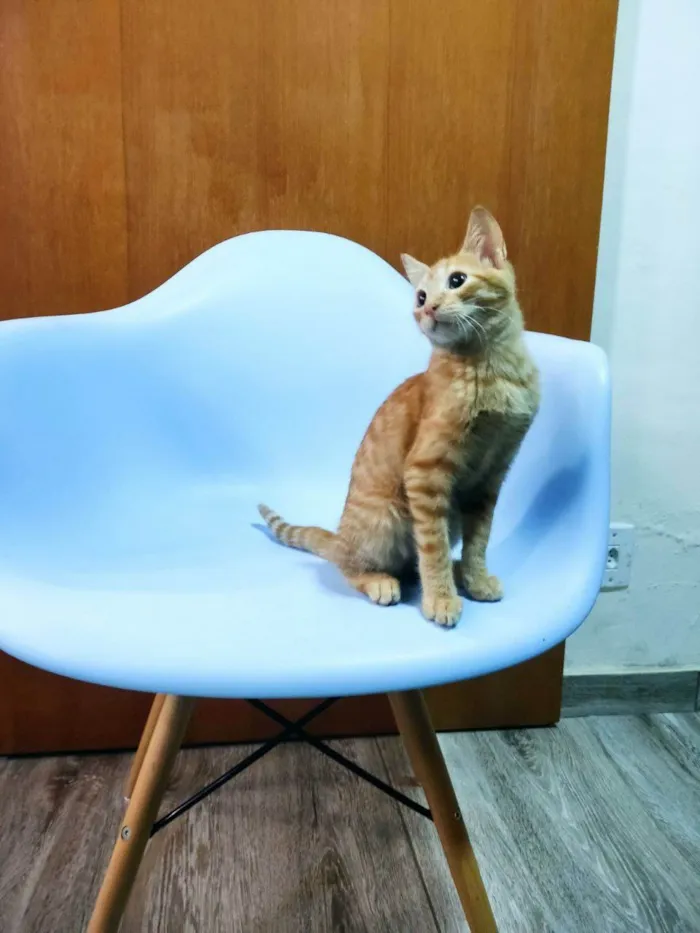 Gato raça SRD-ViraLata idade 2 a 6 meses nome Carlos