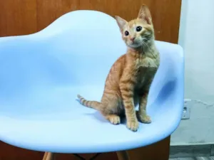 Gato raça SRD-ViraLata idade 2 a 6 meses nome Carlos