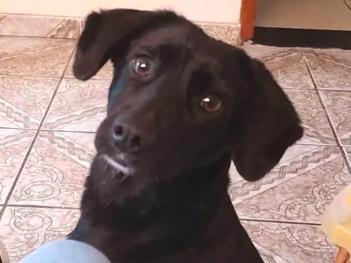 Cachorro ra a SRD-ViraLata idade 2 anos nome Luna