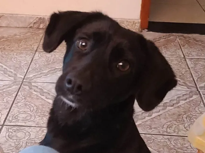 Cachorro ra a SRD-ViraLata idade 2 anos nome Luna