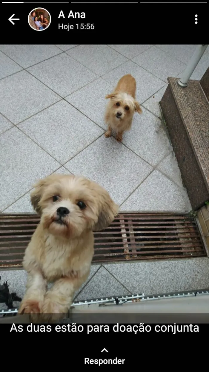 Cachorro raça raça indefinida idade 1 ano nome não informado