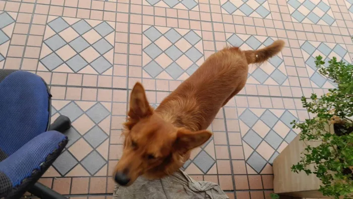 Cachorro raça SRD-ViraLata idade 1 ano nome Enzo
