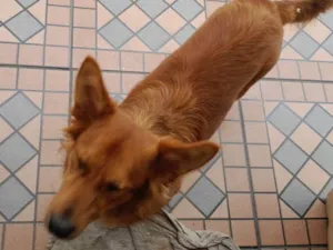 Cachorro raça SRD-ViraLata idade 1 ano nome Enzo