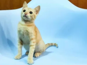 Gato raça SRD-ViraLata idade 2 a 6 meses nome Leo