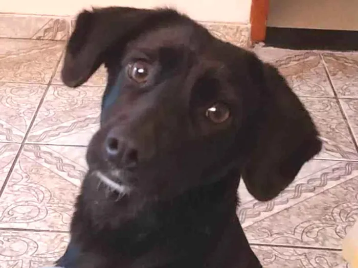 Cachorro ra a SRD-ViraLata idade 2 anos nome Luna