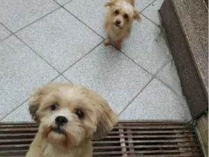 Cachorro raça raça indefinida idade 1 ano nome não informado